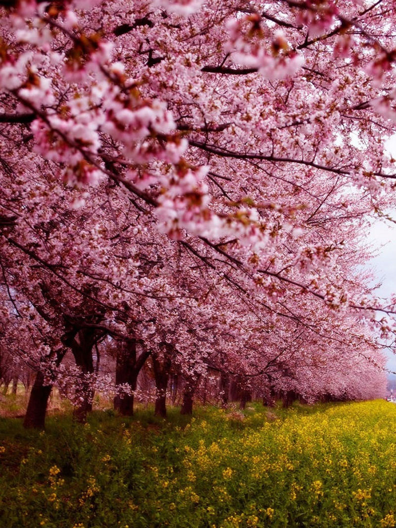 Picture 6 of Cherry blossoms make you want to go to Japan immediately