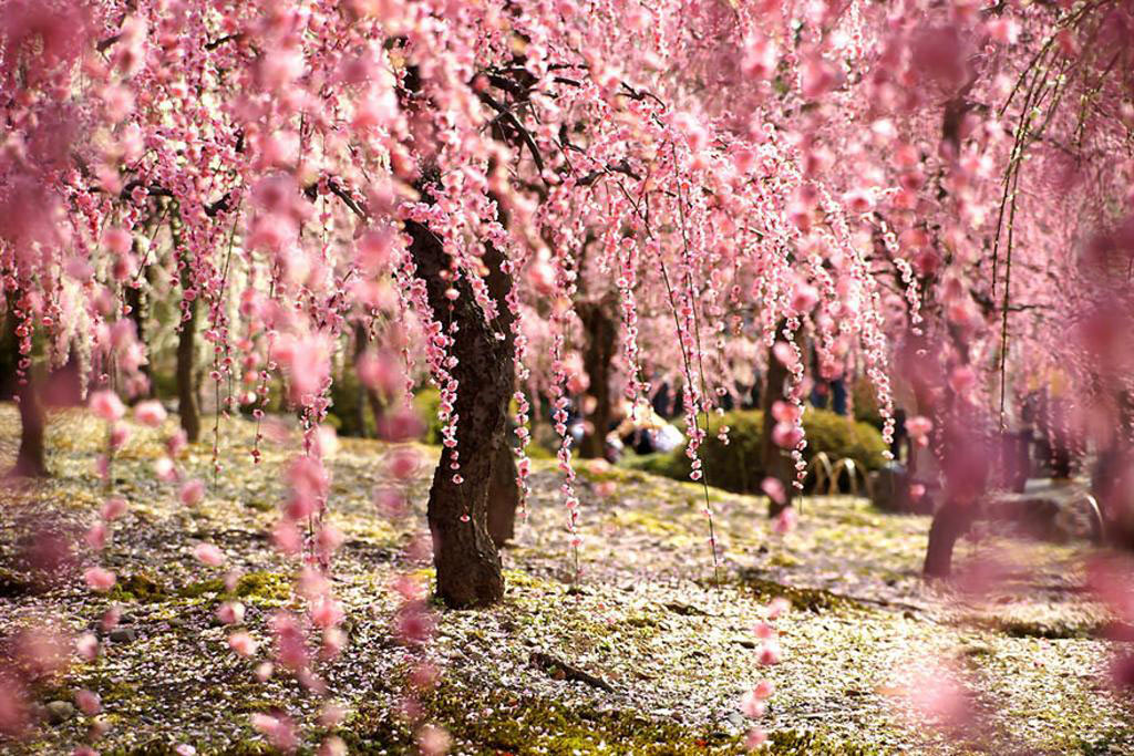 Picture 7 of Cherry blossoms make you want to go to Japan immediately