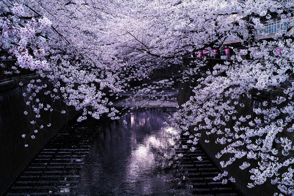 Picture 8 of Cherry blossoms make you want to go to Japan immediately