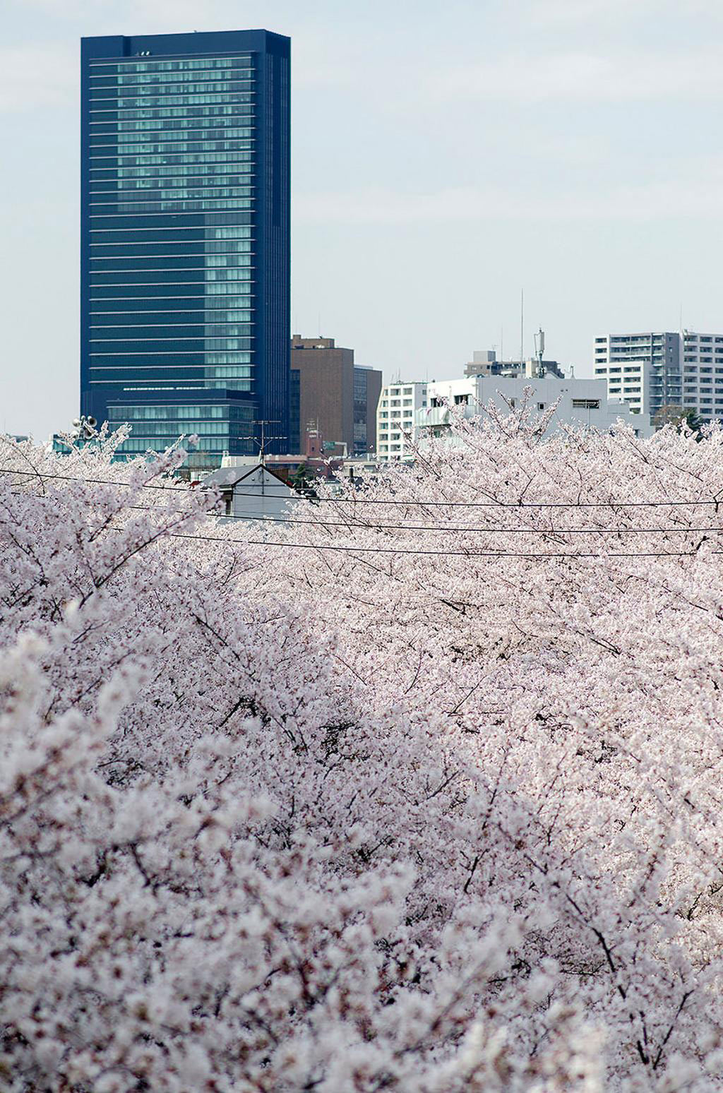 Picture 9 of Cherry blossoms make you want to go to Japan immediately