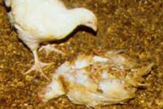 Picture 1 of Chicken died because of a boy's scream