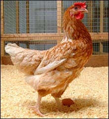Picture 1 of Chicken eggs cure cancer