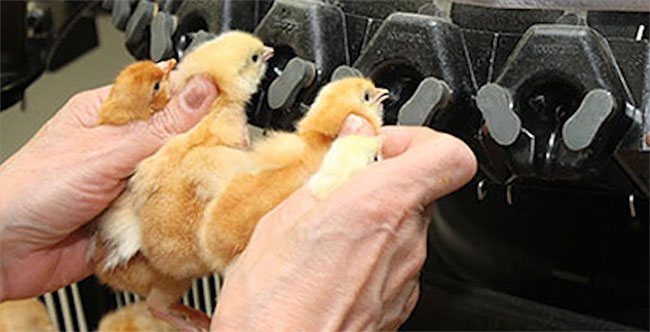 Picture 1 of Chicken quarry cutting - Measures should be applied in industrial animal husbandry