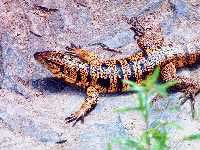 Picture 1 of Chicken-eating lizards