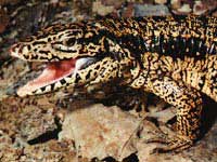 Picture 2 of Chicken-eating lizards