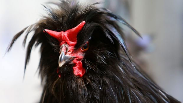 Picture 2 of Chickens also have the ability to enjoy music