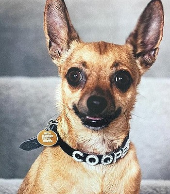 Picture 1 of Chihuahua puppies with brown snakes are poisonous to save the master