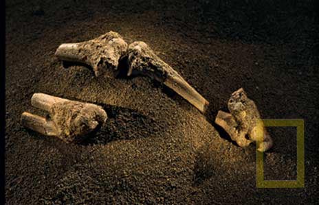 Picture 7 of Child 3 million years old