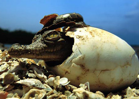 Picture 10 of 'Children' in the animal world
