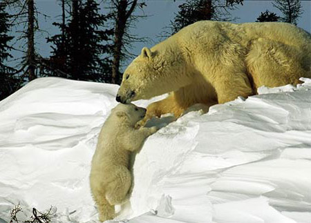 Picture 7 of 'Children' in the animal world