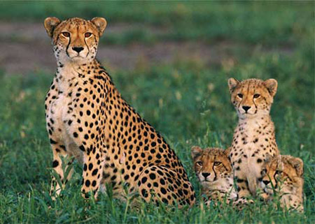 Picture 8 of 'Children' in the animal world