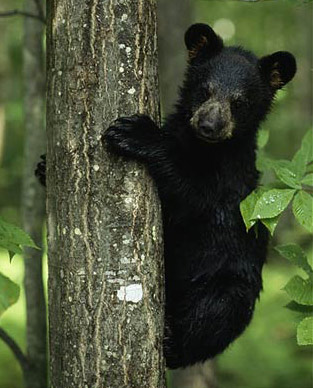 Picture 9 of 'Children' in the animal world
