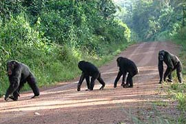 Picture 1 of Chimp know to discharge his body because of his kind