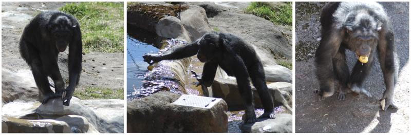 Picture 1 of Chimpanzees are 'smart' like people