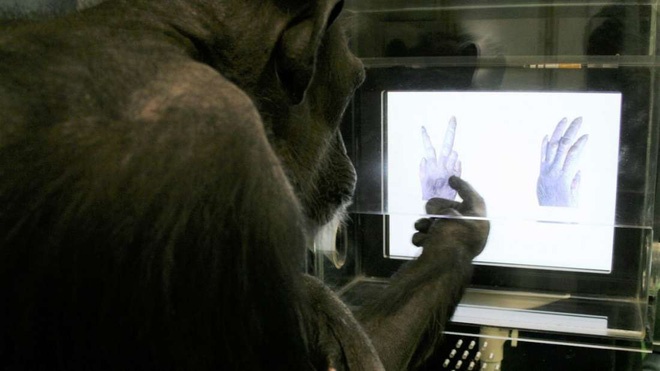 Picture 2 of Chimpanzees are so clever now ... know how to play
