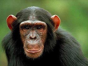 Picture 1 of Chimpanzees can also die from AIDS