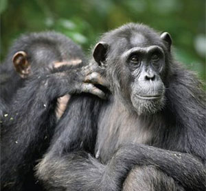 Picture 1 of Chimpanzees can learn and transmit new habits