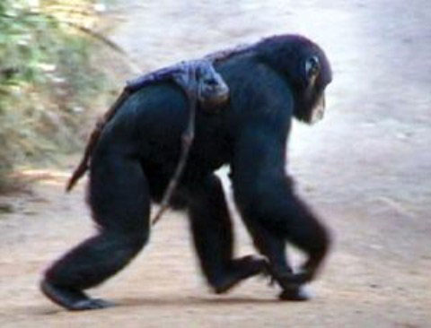 Picture 2 of Chimpanzees feel death like humans