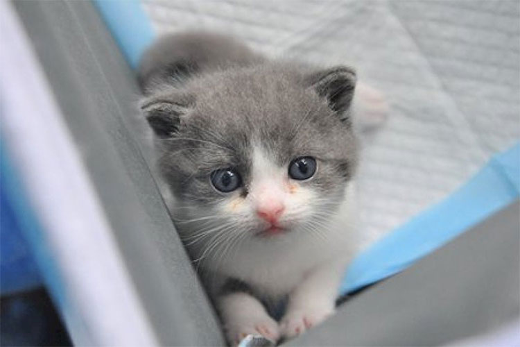 Picture 1 of China announced the successful cloning of the first cat