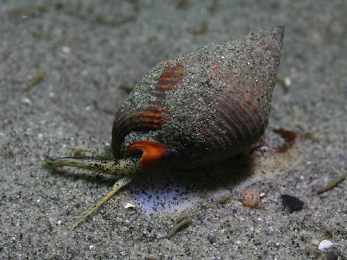Picture 1 of China banned the sale of poisonous mud snails