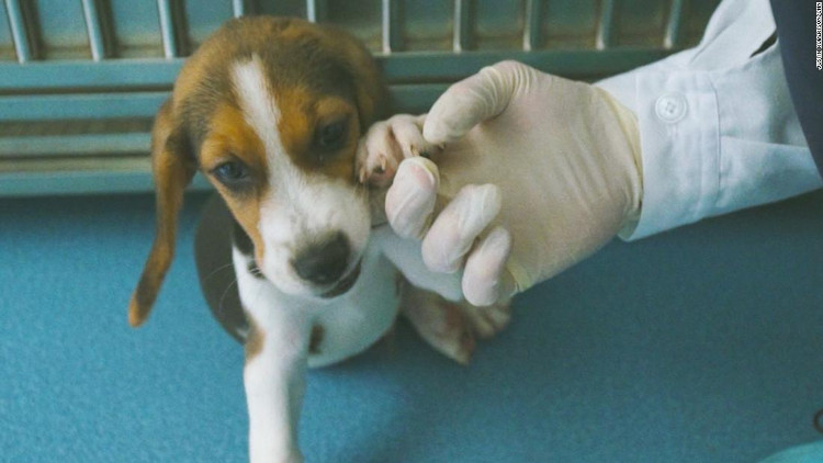 Picture 1 of China cloned dogs for genetic modification to study heart disease
