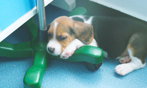 Picture 2 of China cloned dogs for genetic modification to study heart disease