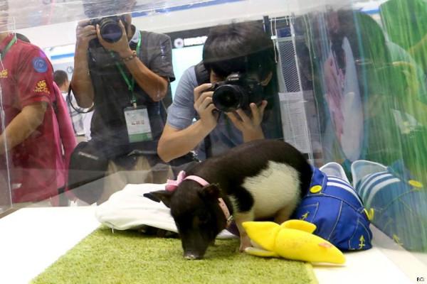 Picture 1 of China created mini genetically modified pigs, priced at 36 million / head