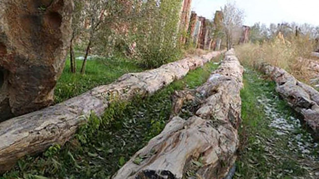 Picture 1 of China discovered 56m long fossil tree breaking world record?