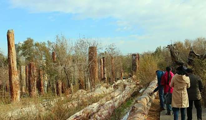 Picture 2 of China discovered 56m long fossil tree breaking world record?