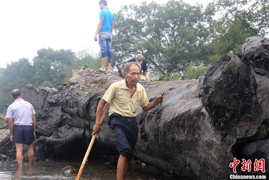 Picture 2 of China discovered 800 year old tree trunk, 500 years underground