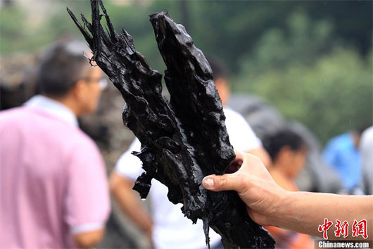 Picture 3 of China discovered 800 year old tree trunk, 500 years underground