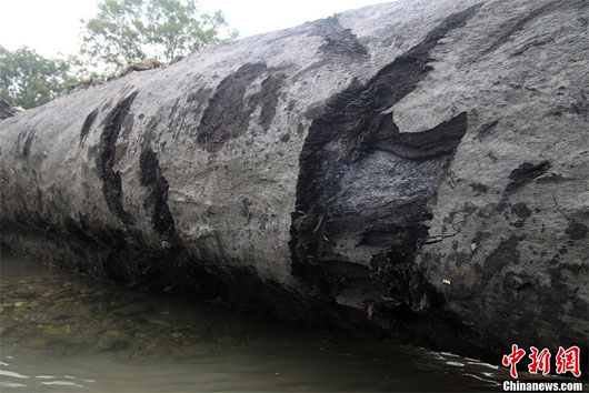 Picture 4 of China discovered 800 year old tree trunk, 500 years underground