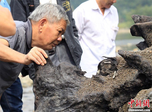 Picture 5 of China discovered 800 year old tree trunk, 500 years underground