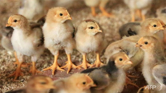 Picture 1 of China discovered a new strain of bird flu called H7N7