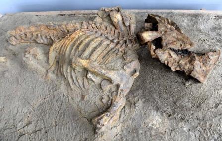 Picture 2 of China discovered new horned dinosaurs