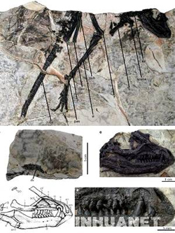 Picture 2 of China: discovered the oldest hairy dinosaur