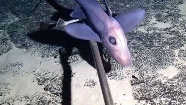 Picture 1 of China: Drop the camera to the sea, discover dozens of bizarre creatures