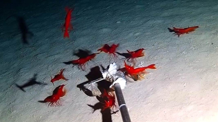 Picture 2 of China: Drop the camera to the sea, discover dozens of bizarre creatures