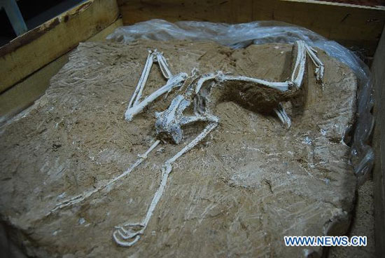 Picture 1 of China found 7 million years old bird fossils