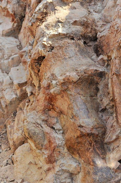 Picture 4 of China has discovered unprecedented dinosaur fossils