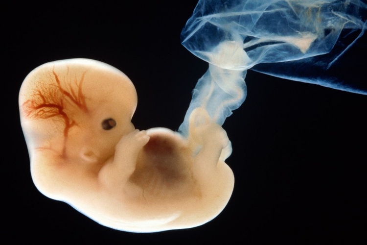 Picture 3 of China is building the world's largest cloning plant that can replicate humanity