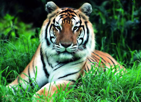 Picture 1 of China only has 45 wild tigers