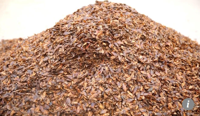 Picture 3 of China produces sushi and meat from farms of billions of cockroaches
