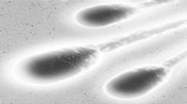 Picture 1 of China prohibits illegal trade in eggs and sperm