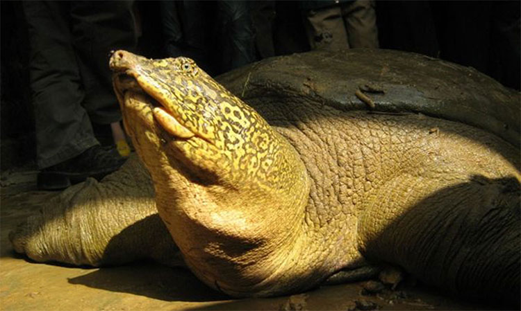 Picture 1 of China proposes cooperation to breed Hoan Kiem turtles