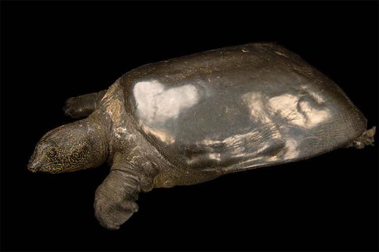 Picture 2 of China proposes cooperation to breed Hoan Kiem turtles