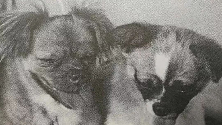 Picture 1 of China revealed its mission to secretly bring dogs to space