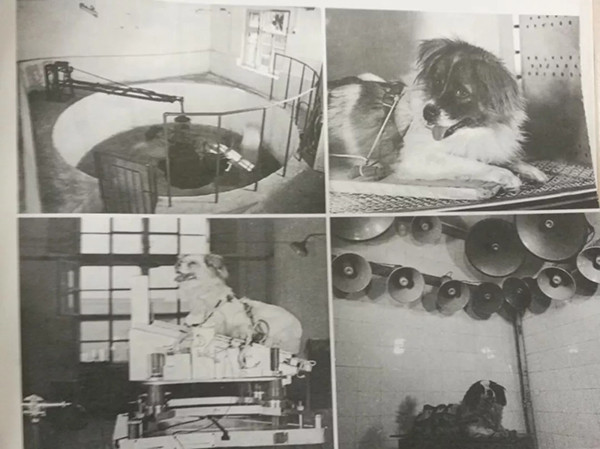 Picture 2 of China revealed its mission to secretly bring dogs to space
