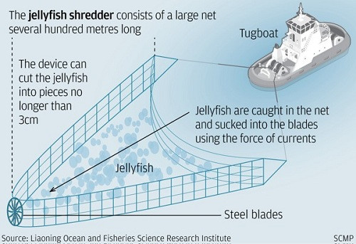 Picture 2 of China seeks to destroy the jellyfish protecting the aircraft carrier
