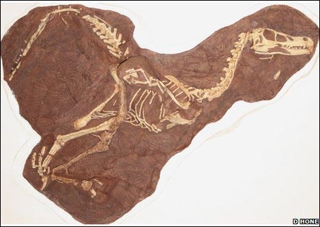 Picture 1 of China sees fossil dinosaur fossils